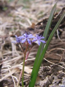 Scilla vindobonensis