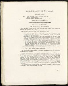 Scleranthus perennis subsp. perennis