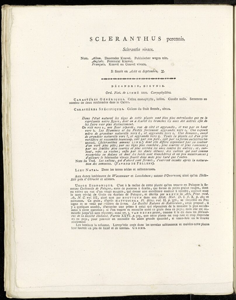 Scleranthus perennis subsp. perennis