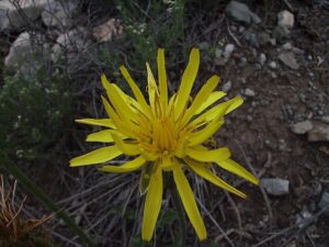 Scorzonera laciniata
