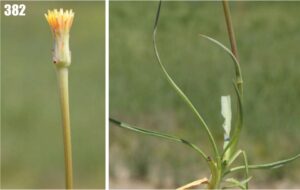 Scorzonera parviflora