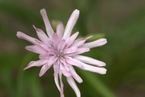 Scorzonera purpurea