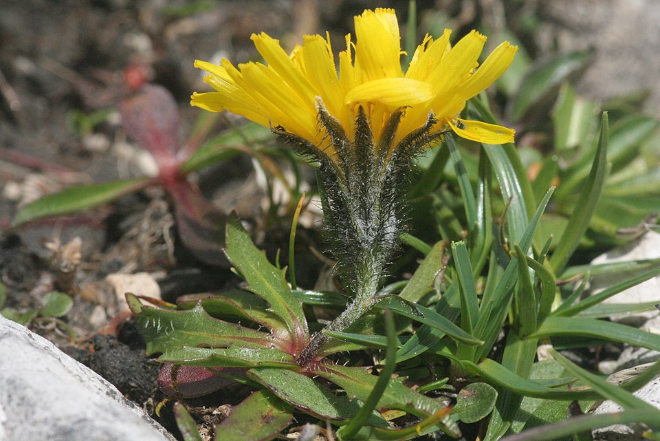Scorzoneroides montana subsp. montana