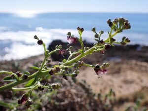 Scrophularia canina subsp. canina