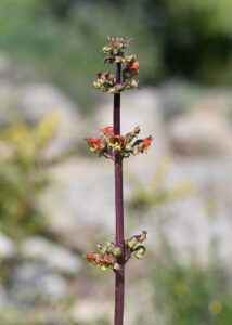 Scrophularia sambucifolia subsp. sambucifolia