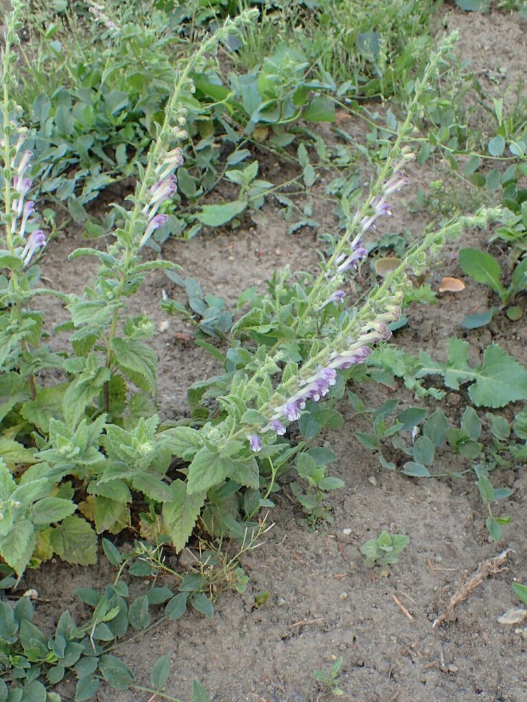 Scutellaria columnae subsp. columnae