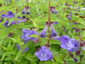 Scutellaria scordiifolia var. scordiifolia