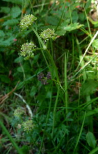 Angelica pyrenaea