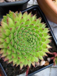 Sempervivum erythraeum