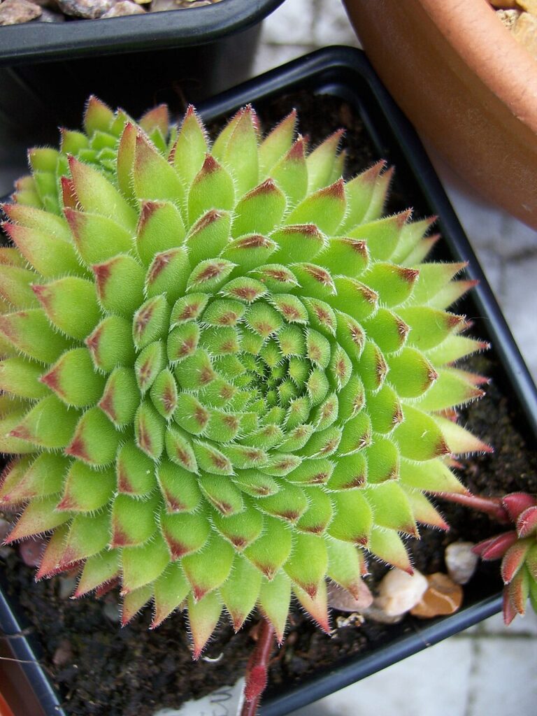 Sempervivum erythraeum