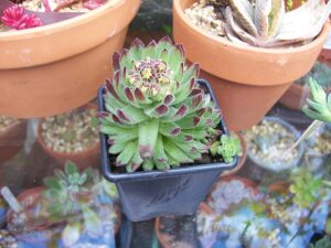Sempervivum pittonii