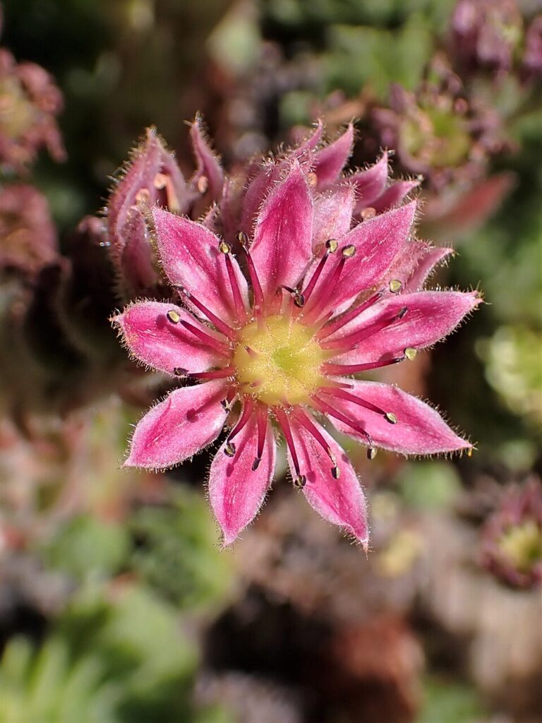 Sempervivum vicentei
