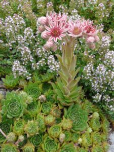 Sempervivum marmoreum