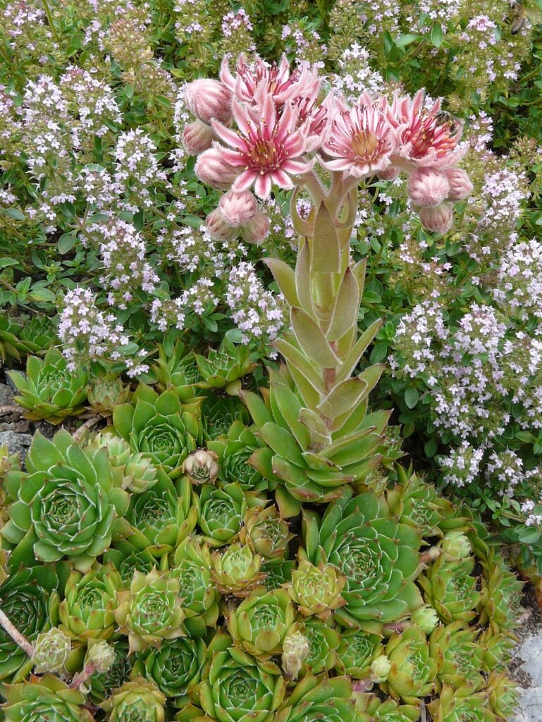 Sempervivum marmoreum