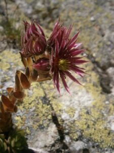 Sempervivum montanum subsp. montanum