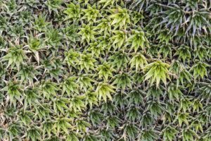 Sempervivum tectorum
