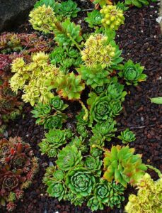 Sempervivum wulfenii