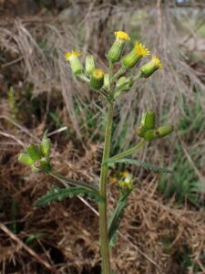 Senecio lividus