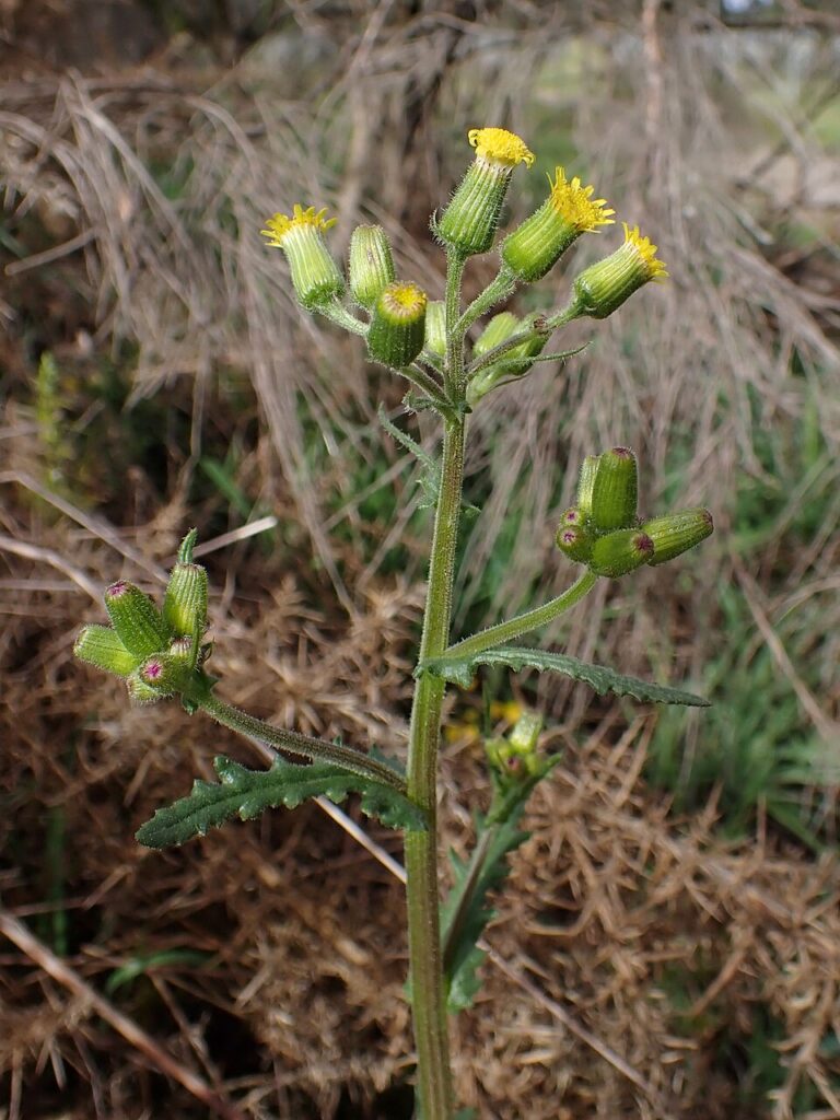 Senecio lividus
