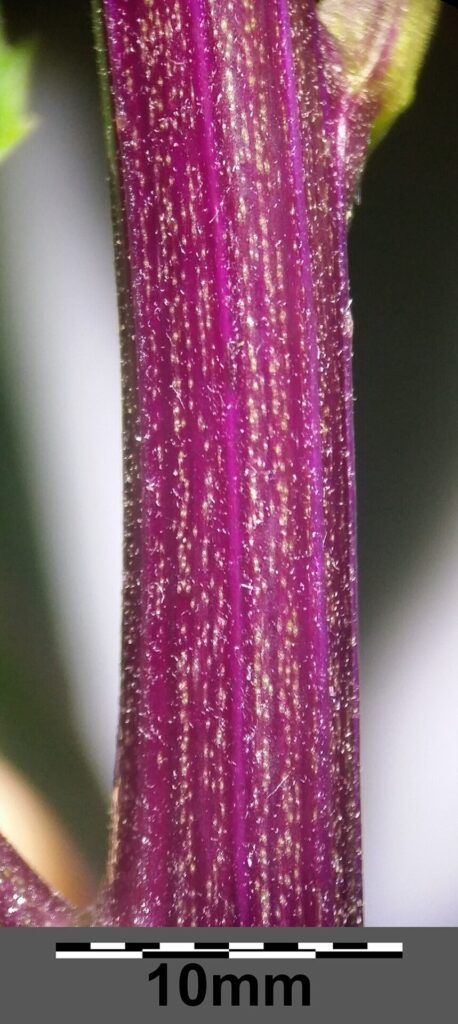Senecio ovatus subsp. ovatus
