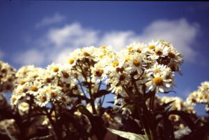 Senecio smithii
