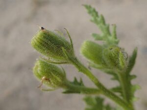 Senecio viscosus