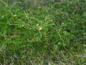 Senna obtusifolia