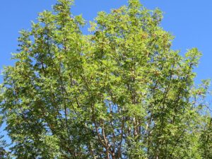 Sorbus domestica