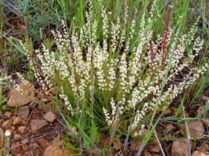 Sesamoides purpurascens