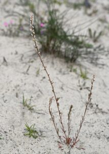 Sesamoides purpurascens subsp. purpurascens