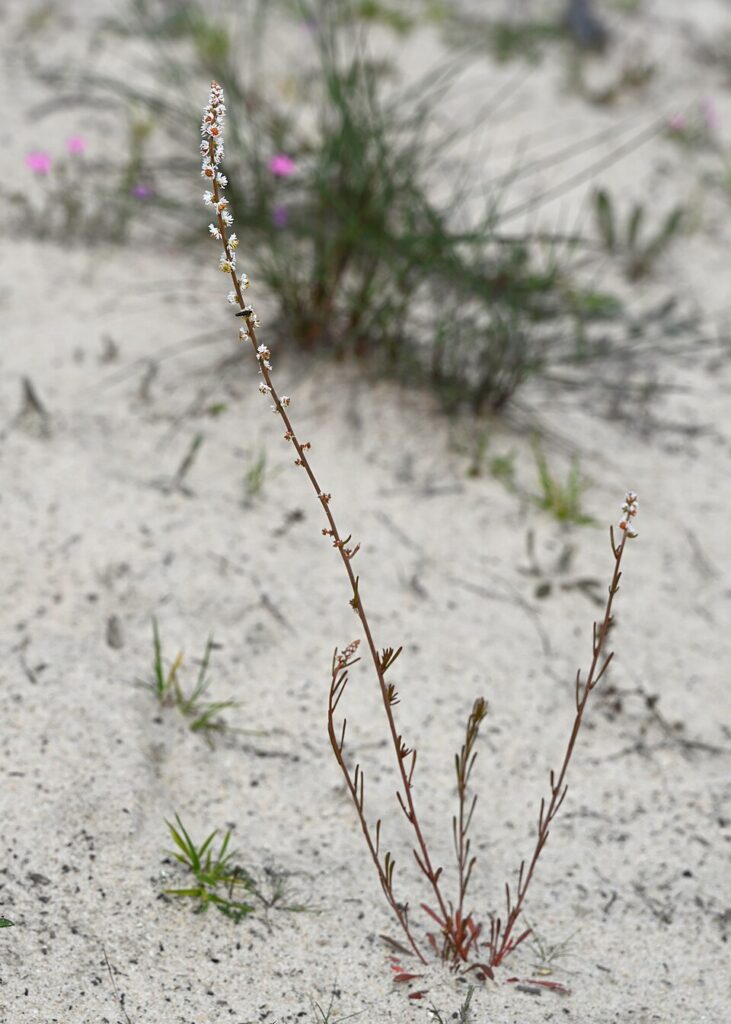 Sesamoides purpurascens subsp. purpurascens