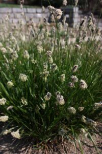 Sesleria heuflerana