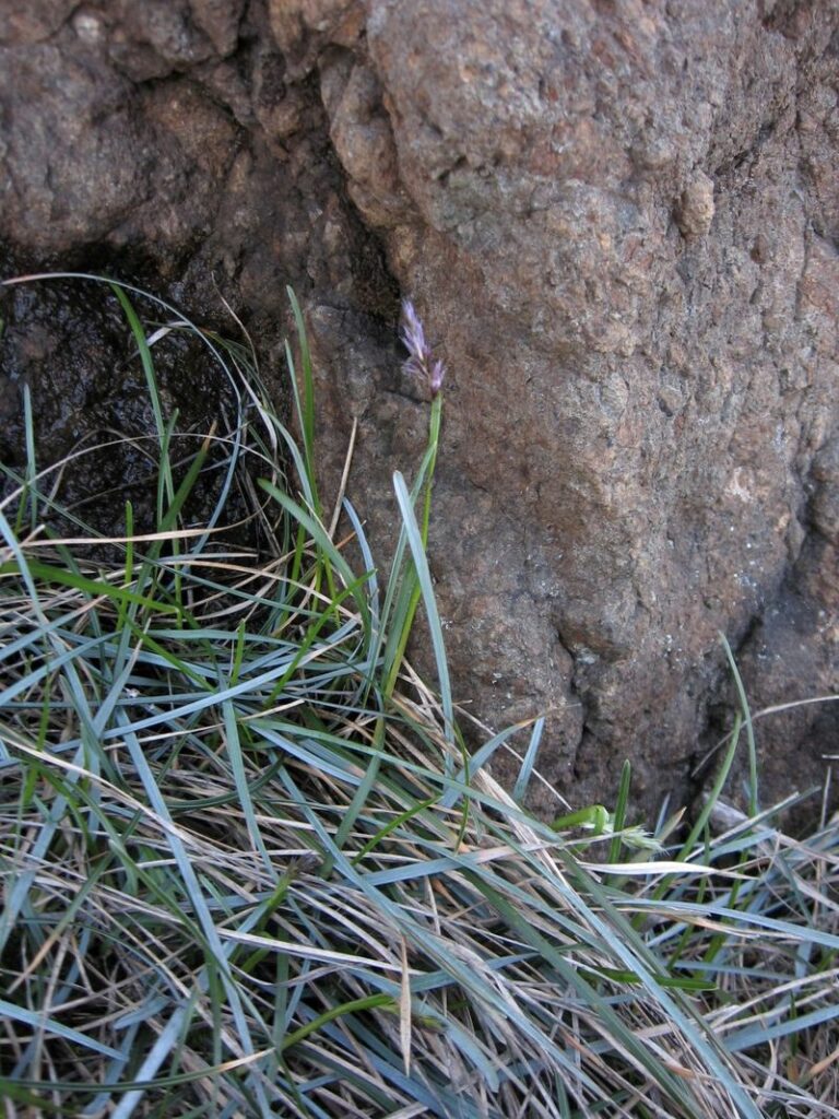 Sesleria pichiana