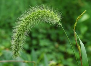 Setaria faberi