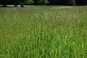 Setaria pumila