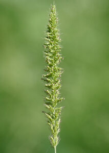 Setaria verticilliformis