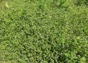 Sherardia arvensis