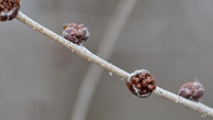 Ulmus pumila