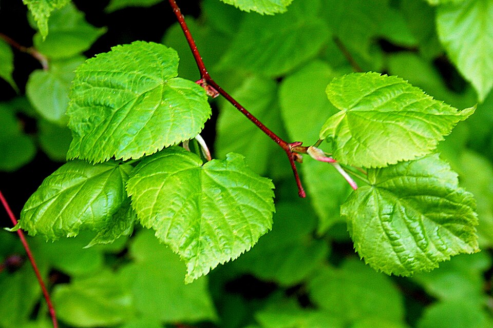 Tilia cordata subsp. cordata