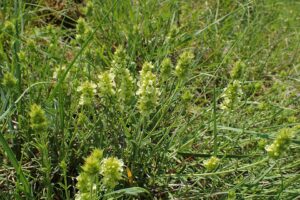 Sideritis glacialis