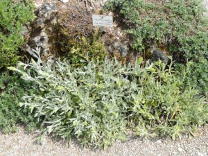 Sideritis scardica
