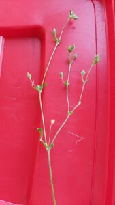 Silene apetala