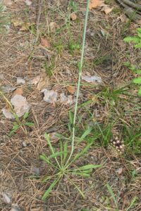 Silene chlorantha
