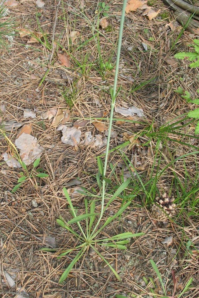 Silene chlorantha