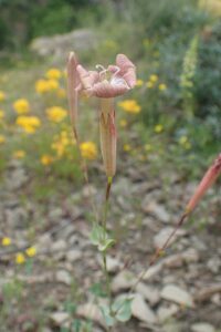 Silene chlorifolia