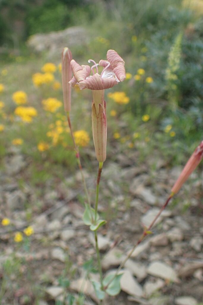 Silene chlorifolia
