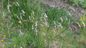 Silene ciliata