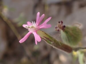 Silene conoidea