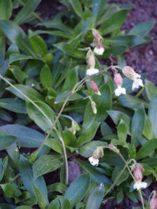 Silene frivaldszkyana