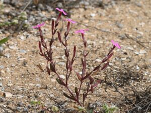 Silene littorea